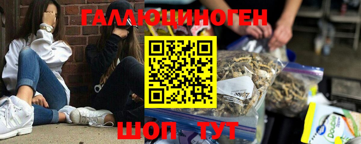 Псилоцибиновые грибы Psilocybe Саянск